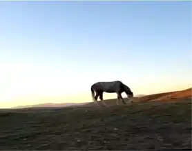 Bayburt'ta At ve Sahibinin Muhteşem Dostluğu