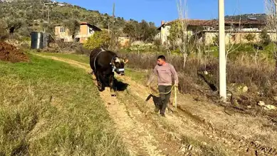 İncirliova'da Boğa Güreşi Heyecanı!